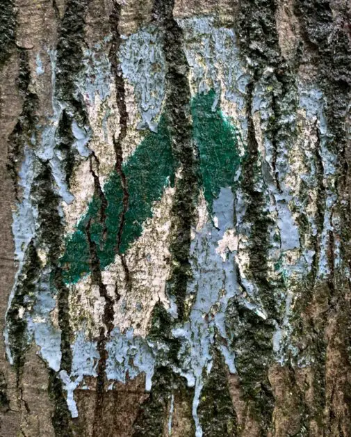 A mark on a tree